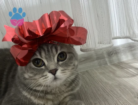 British Shorthair 1 Yaşında Eş Arıyor