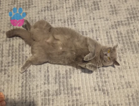 British SHorthair 1 Yaşında Kedim Eş Arıyor