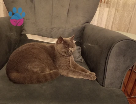 British SHorthair 1 Yaşında Kedim Eş Arıyor