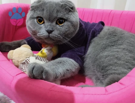 Scottish Fold Erkek Kedime Eş Arıyorum 1 Yaşında