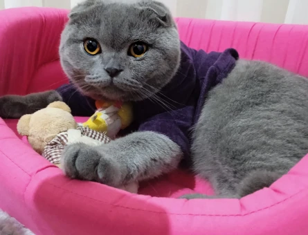 Scottish Fold Erkek Kedime Eş Arıyorum 1 Yaşında - 118963653