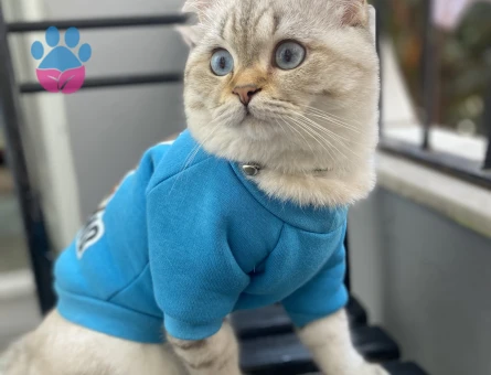 1 Yaşında British Shorthair Erkek Kızgınlıkta