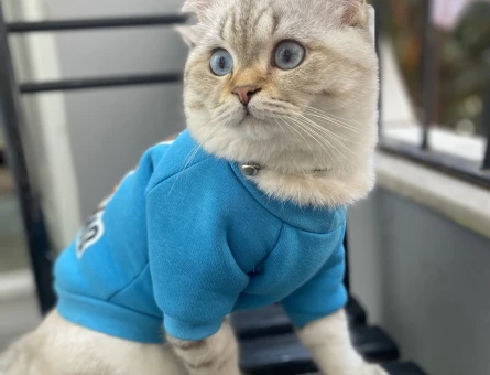 1 Yaşında British Shorthair Erkek Kızgınlıkta - 118963656