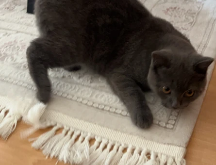 British Shorthair 1 Yaşında Erkek Kızgınlıkta - 118963658