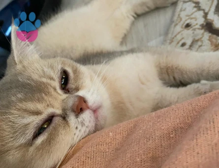 British Shorthair Kızım 1 Yaşında