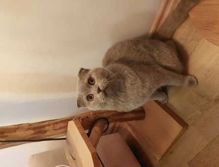 Scottish Fold 1 Yaşında Venüs Eş Arıyor - 118963663