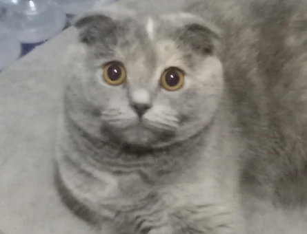 Scottish Fold 1 Yaşında Kedim Eş Arıyor - 118963669