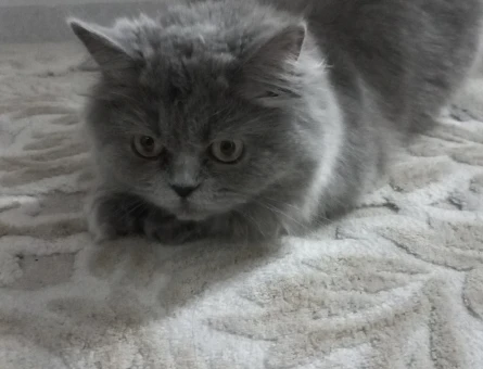 British longhair Kızıma Acil Eş Arıyorum - 118963671