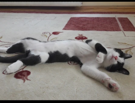 Dişi kedi arıyoruz - 118975573