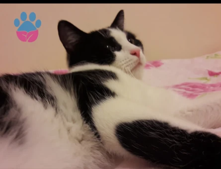 Dişi kedi arıyoruz