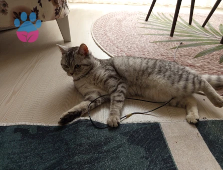 Beyaz yada sarı renk tercihimiz