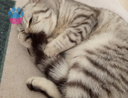 Beyaz yada sarı renk tercihimiz