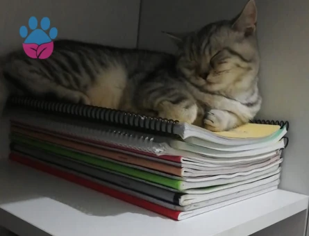 Beyaz yada sarı renk tercihimiz