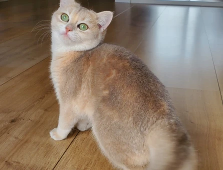 British Shorthair AY11 - 118975589