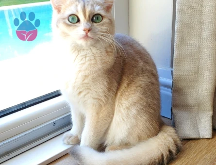 British Shorthair AY11