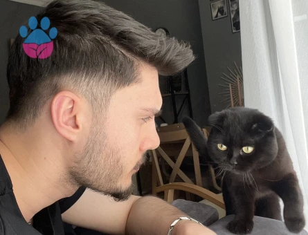 Arese gacı arıyoruz