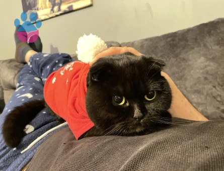 Arese gacı arıyoruz