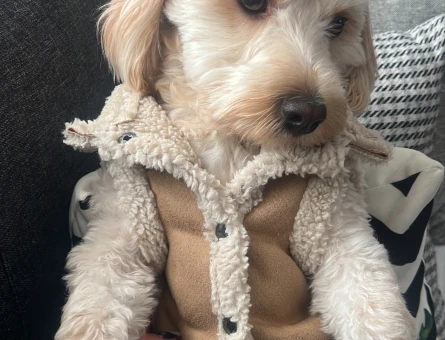 Maltipoo oğlumuza eş arıyoruz - 118975596