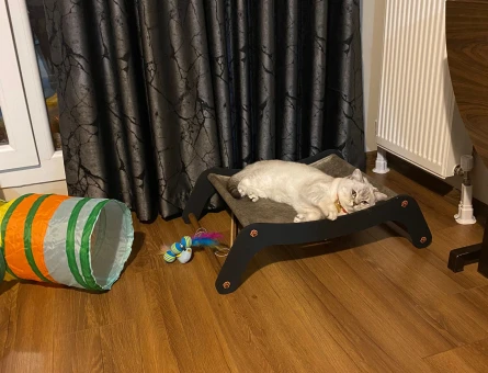 BRITISH SHORT HAİR OĞLUMA EŞ ARIYORUZ 😻 - 118975606