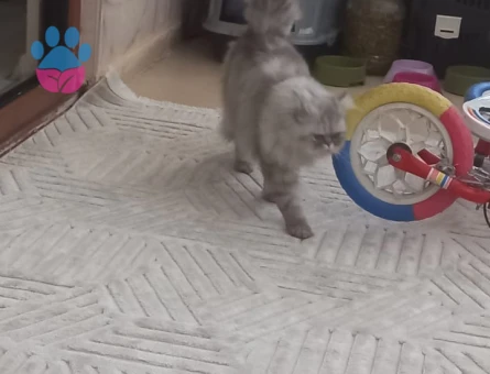 Çiftlrşme ve sahiplendirme