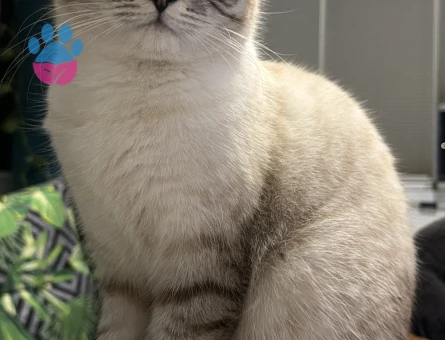 British Shorthair 1 Yaşında Eş Arıyor