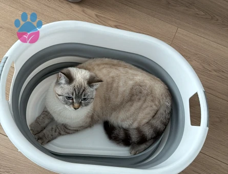 British Shorthair 1 Yaşında Eş Arıyor