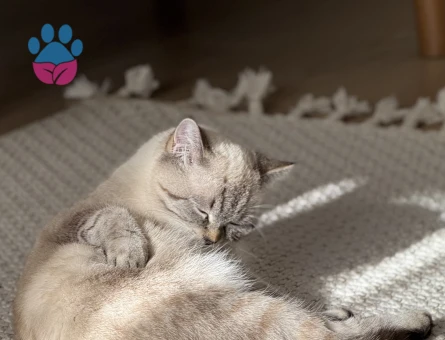 British Shorthair 1 Yaşında Eş Arıyor