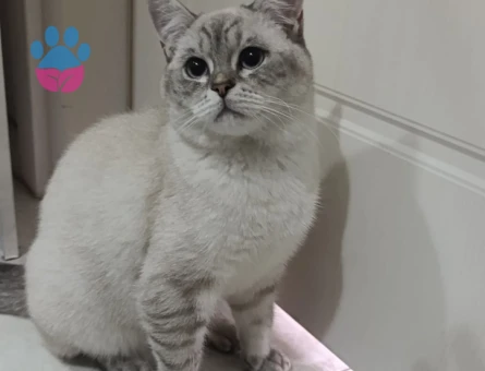 British  Shorthair Oğluma eş arıyorum