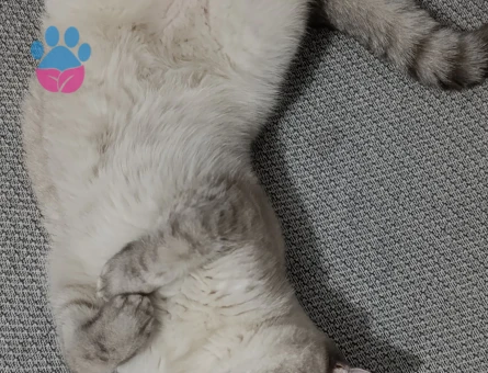 British  Shorthair Oğluma eş arıyorum