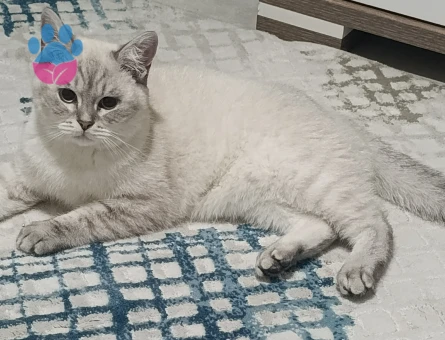 British  Shorthair Oğluma eş arıyorum