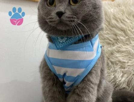 Kedimi çiftleştirmek için eş arıyorum