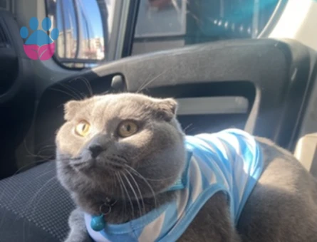 Kedimi çiftleştirmek için eş arıyorum