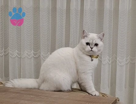 Kedim için eş arıyorum