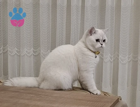 Kedim için eş arıyorum