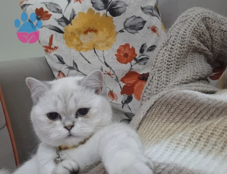 Kedim için eş arıyorum