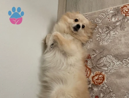 Pomeranian Spitz Köpeğime Eş Arıyorum