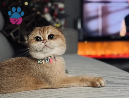 GOLDEN GÜZELLIK ABİDESİ KIZIMIZ