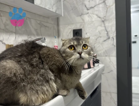 Scottish Fold güzel kızıma eş arıyorum