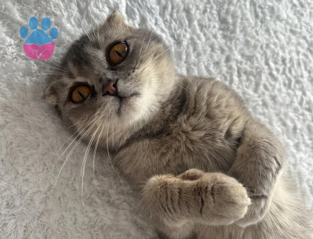Scottish Fold güzel kızıma eş arıyorum