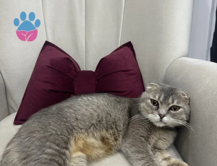 Scottish Fold güzel kızıma eş arıyorum