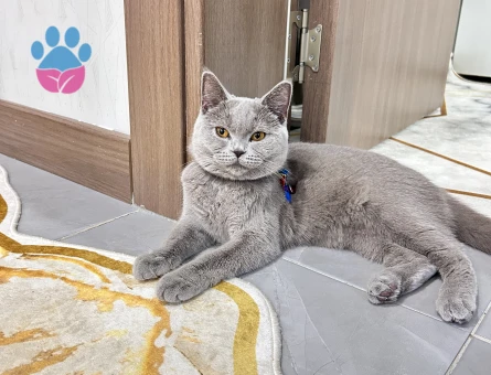 British kızımıza damat adayı arıyoruz