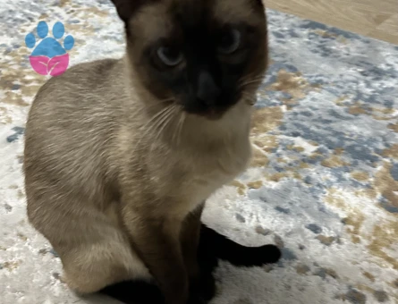 Siyam kedime dişi arıyoruz