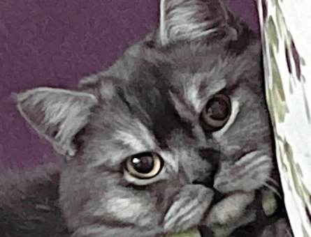 British Shorthair Kedime Eş Arıyorum - 118966154