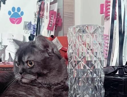 British Shorthair Kedime Eş Arıyorum