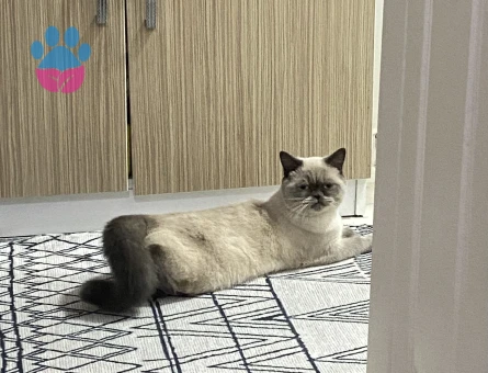 1 Yaşında Blue Point Dişi Kedimize Damat Arıyoruz
