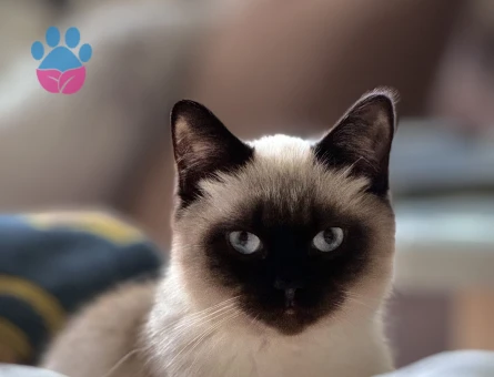 British Shorthair 1 Yaşında Eş Arıyor