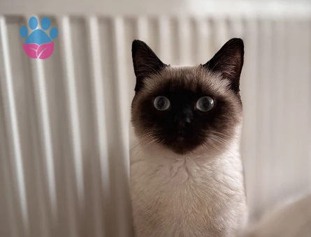 British Shorthair 1 Yaşında Eş Arıyor