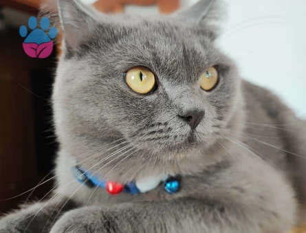 Oğlumuz kül'e çiftleşmesi için eş arıyoruz