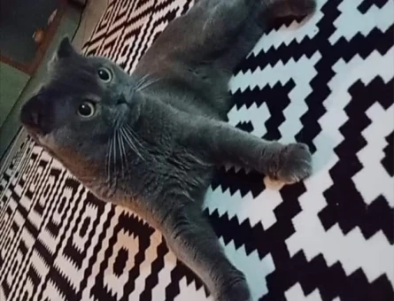 Scottish Fold Yakışıklı Oğluma Eş Arıyorum - 118966235