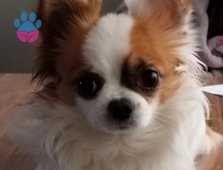 Chihuahua Kuki Eş Arıyor